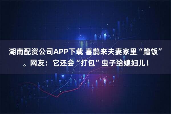 湖南配资公司APP下载 喜鹊来夫妻家里“蹭饭”。网友：它还会“打包”虫子给媳妇儿！